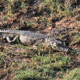 Chobe - Crocodile